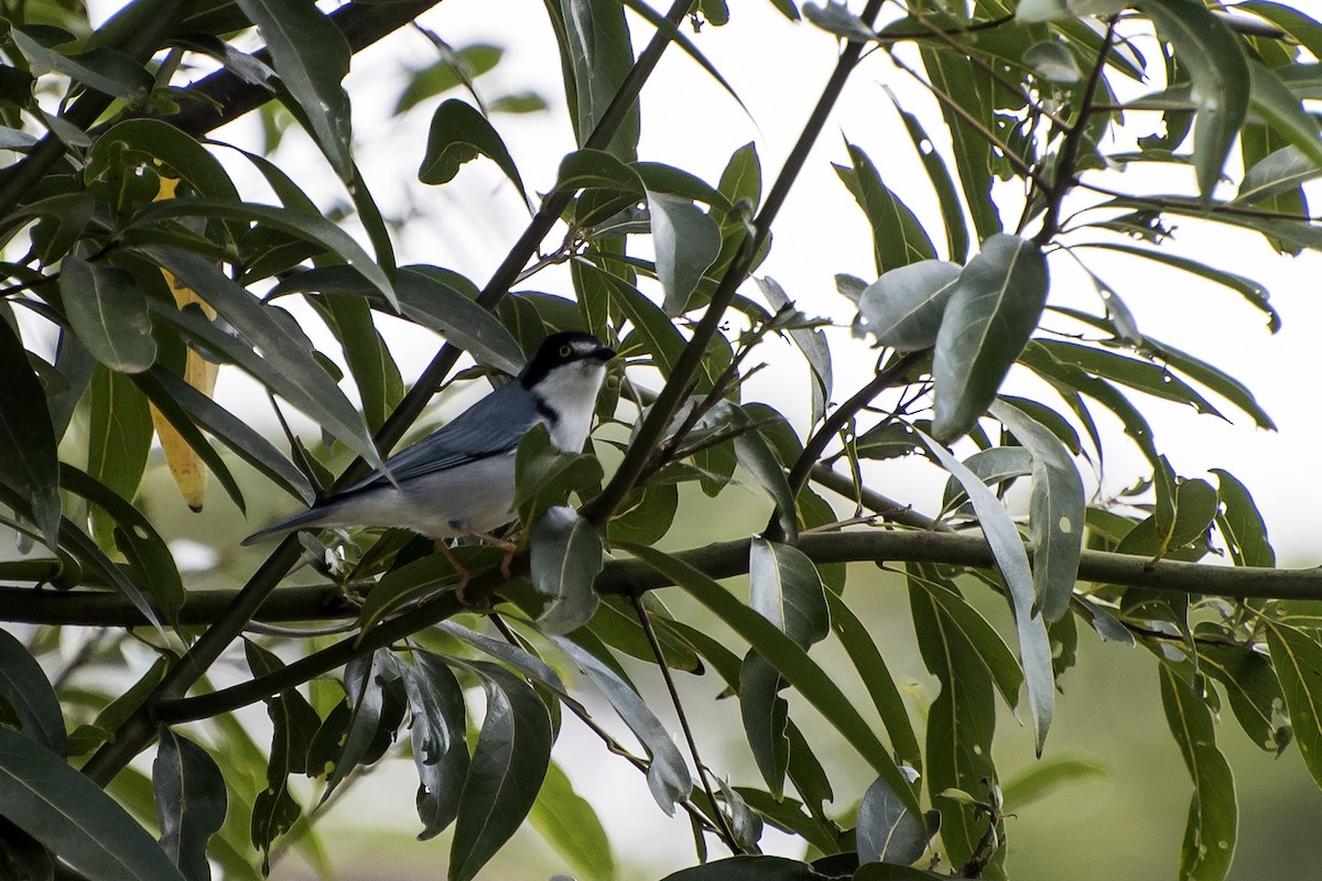 Hooded Tanager - ML27917561