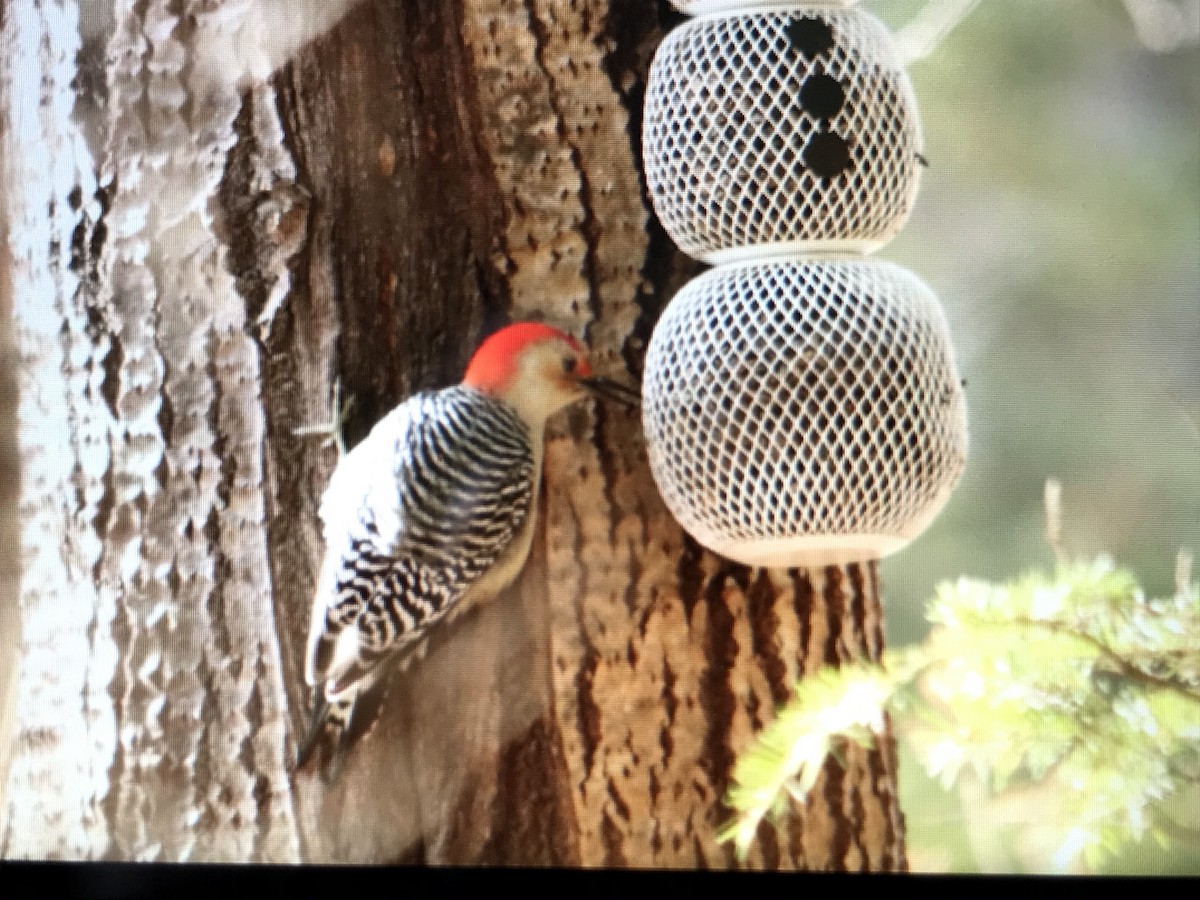 Red-bellied Woodpecker - ML279176811