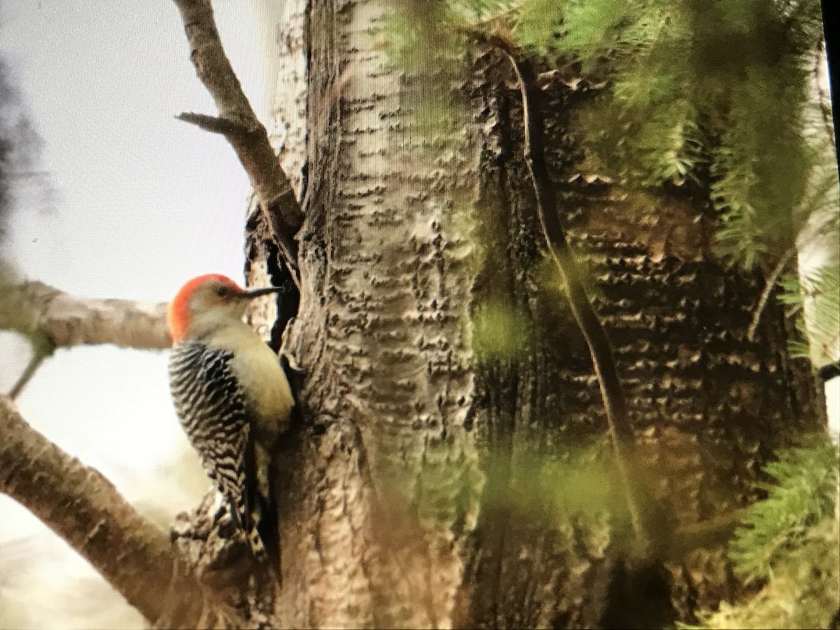 Red-bellied Woodpecker - ML279176851
