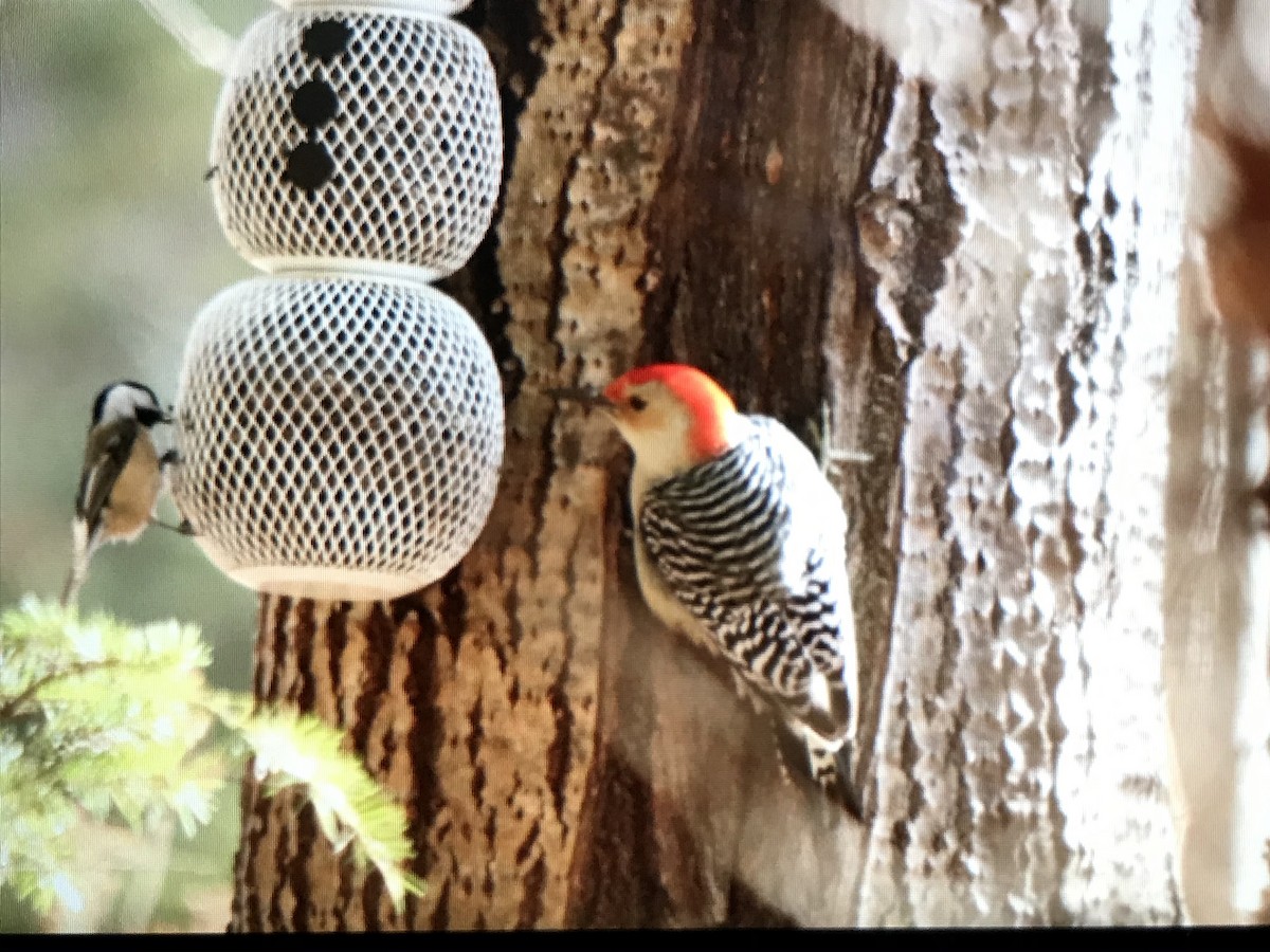 Red-bellied Woodpecker - ML279176941