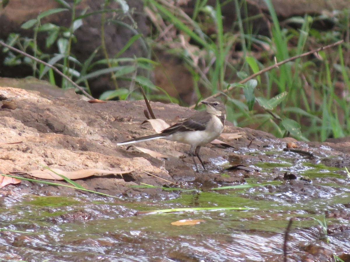 Cape Wagtail - James Bradley