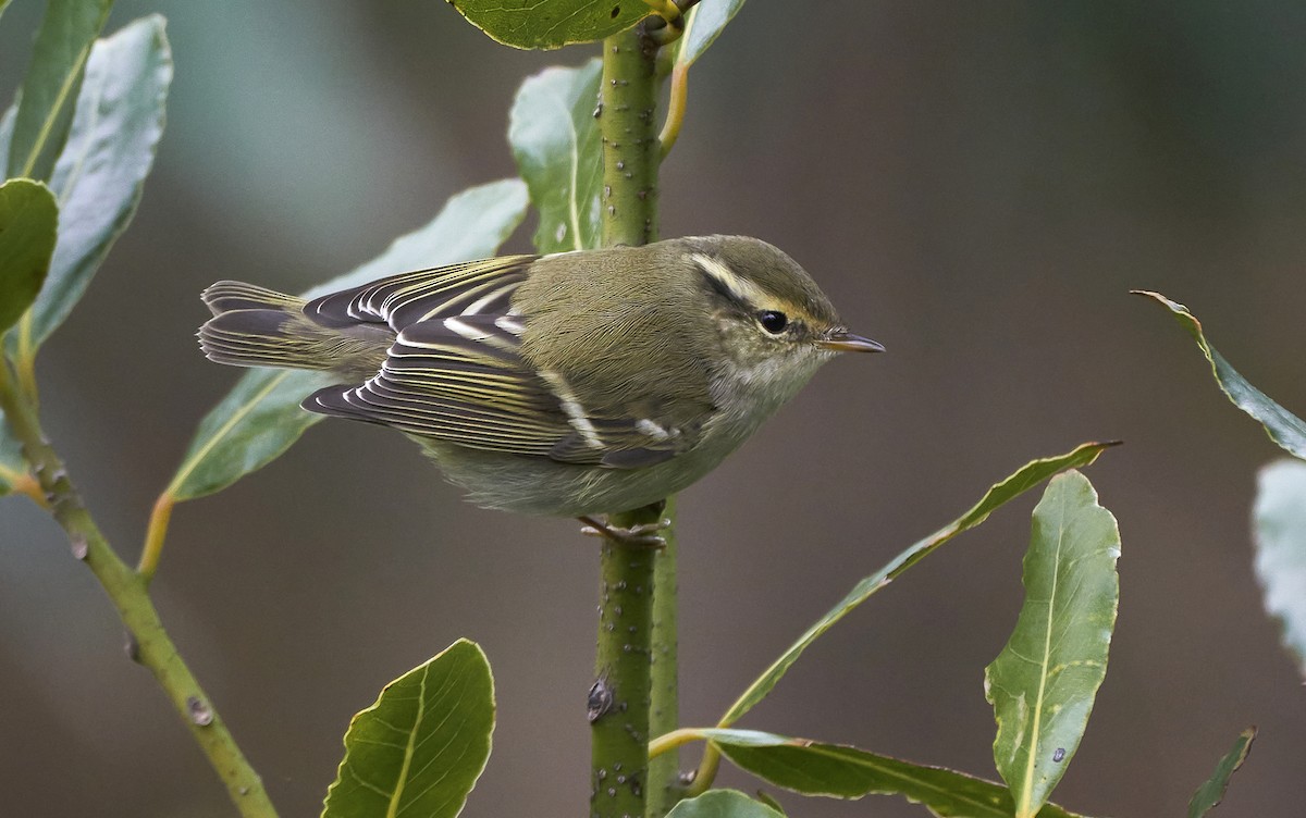 Yellow-browed Warbler - ML279182851