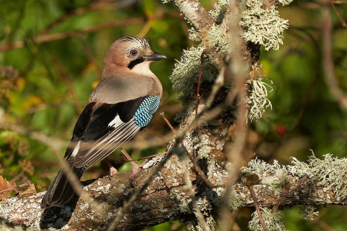 Eurasian Jay - Miguel Rouco