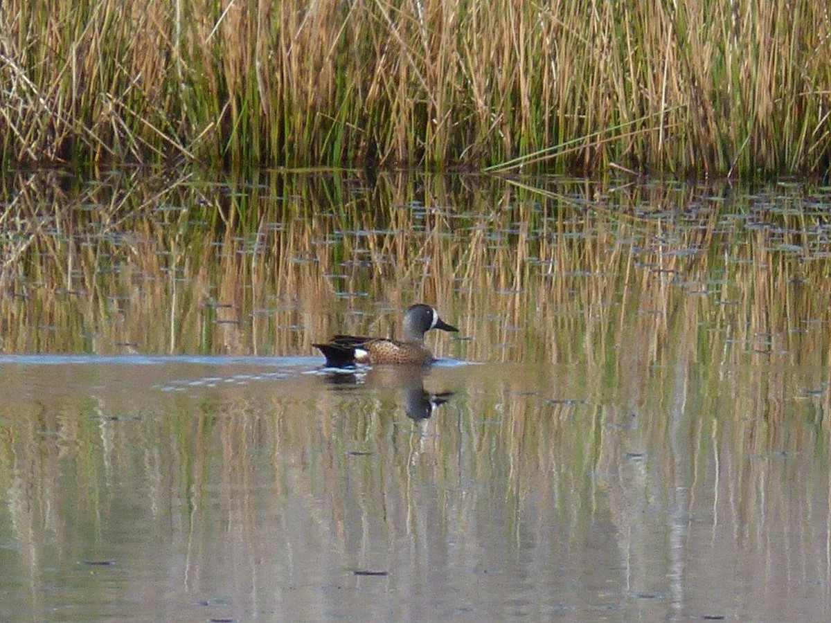 Blue-winged Teal - ML27918911
