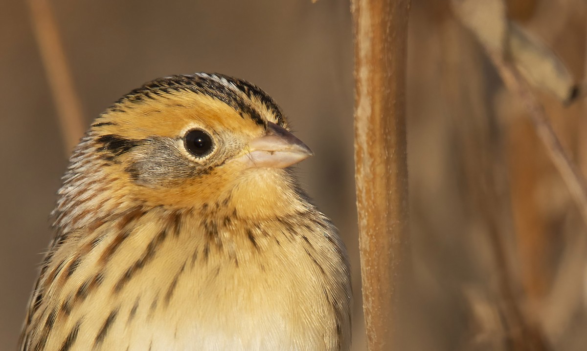 LeConte's Sparrow - Marky Mutchler