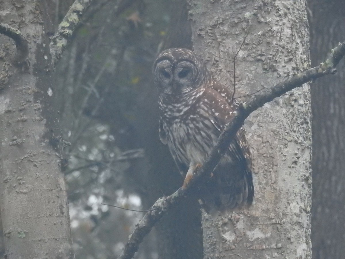 Barred Owl - Tad Guidry