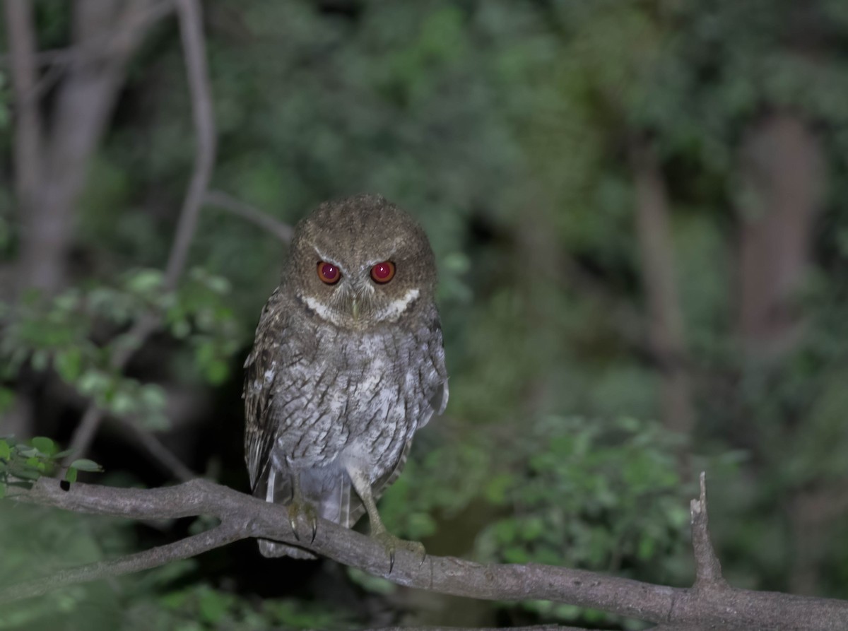 Puerto Rican Owl - ML279192621