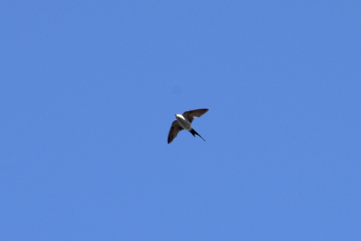 Red-rumped Swallow - ML279192711