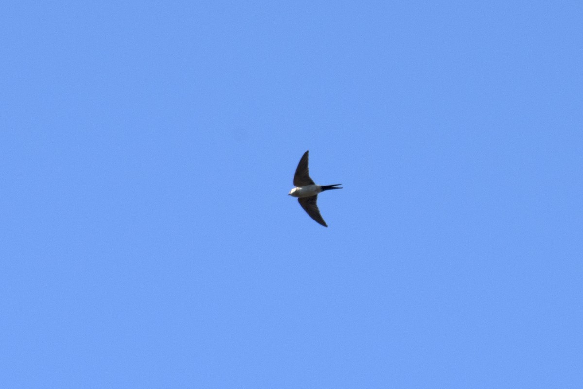 Red-rumped Swallow - ML279192741