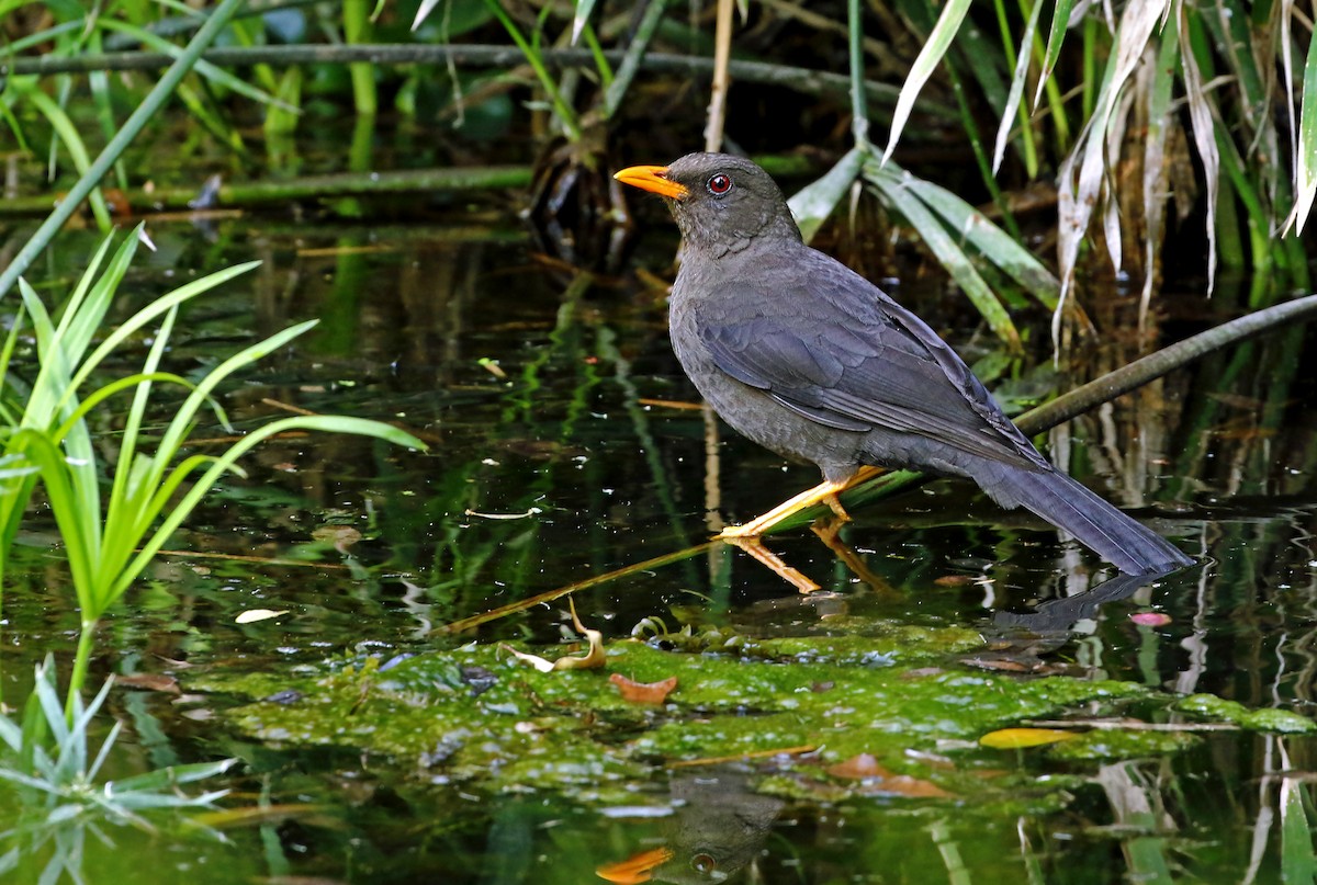 Great Thrush - ML279193381