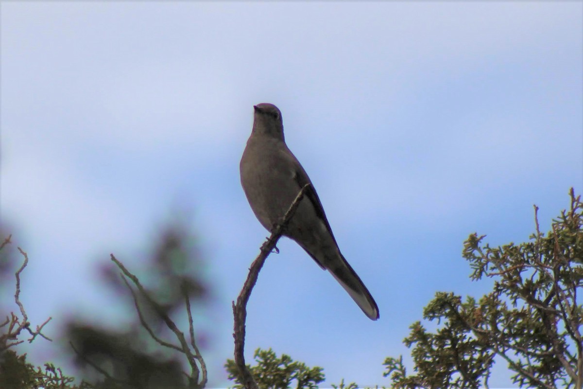 Townsend's Solitaire - ML279194631