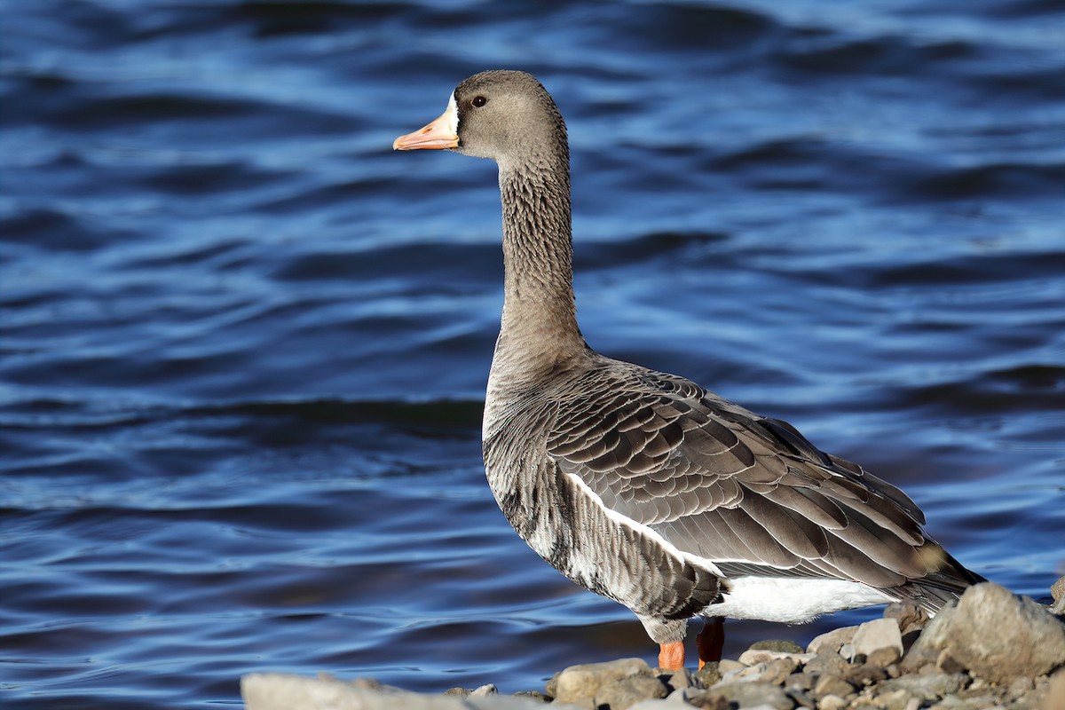 Greater White-fronted Goose - ML279196251