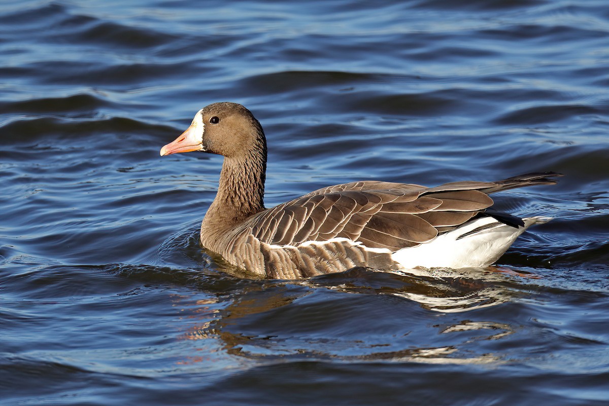 Greater White-fronted Goose - ML279196311