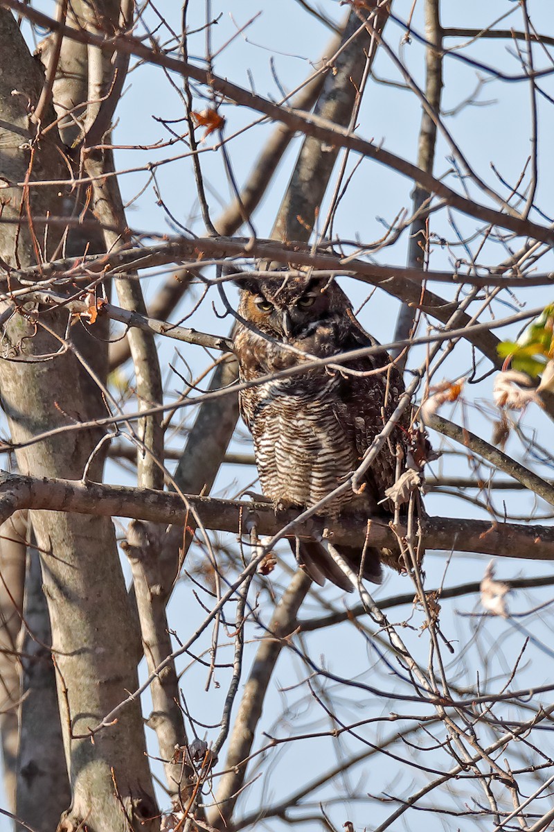 Great Horned Owl - ML279196621