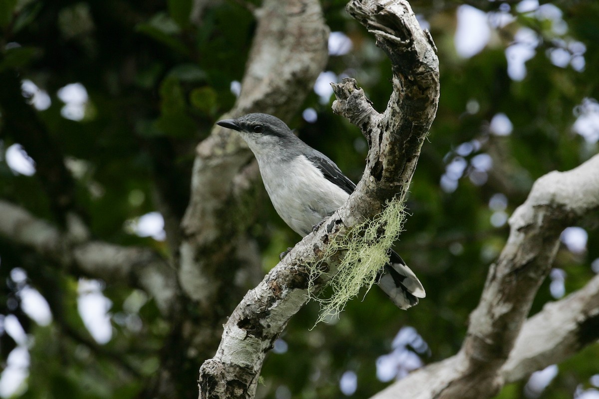 Mauritius Cuckooshrike - Simon Colenutt