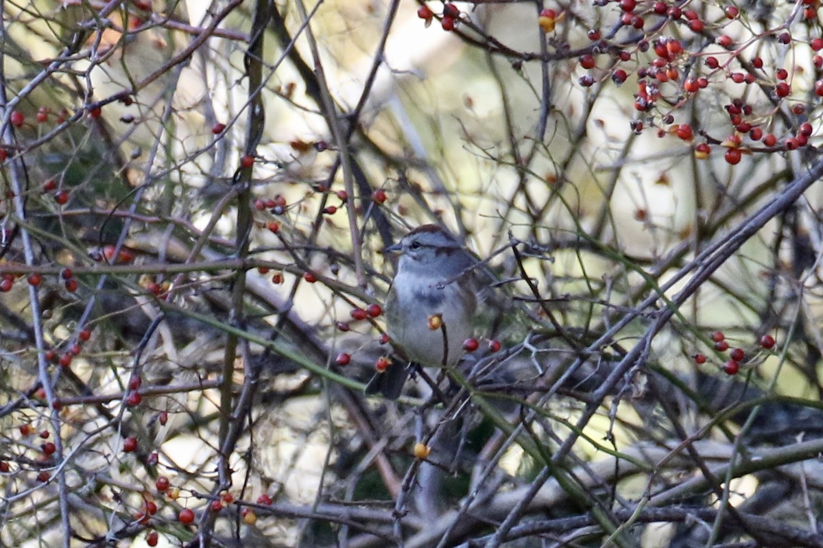 American Tree Sparrow - ML279201031