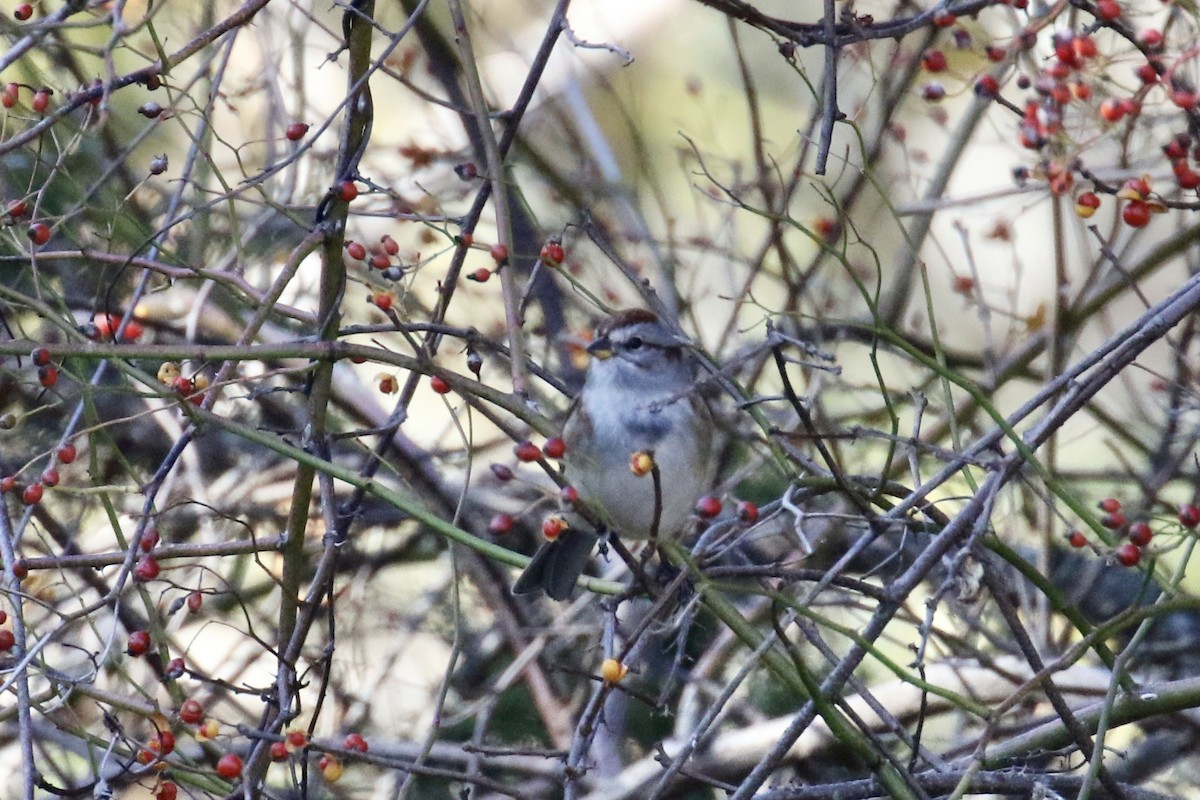 American Tree Sparrow - ML279201041