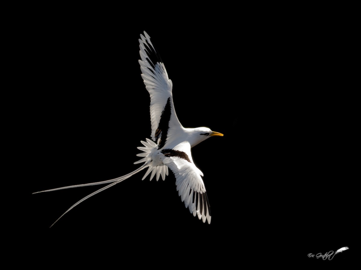 White-tailed Tropicbird (Indian Ocean) - ML279201121