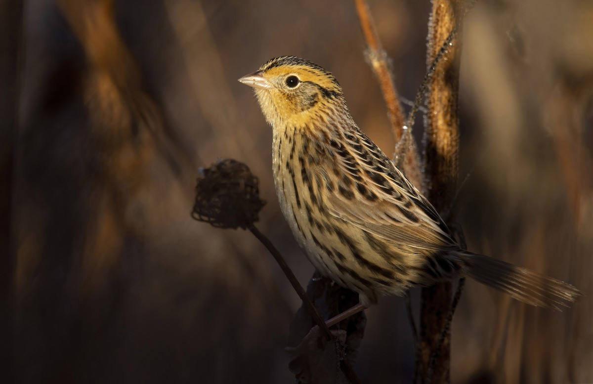 LeConte's Sparrow - Marky Mutchler