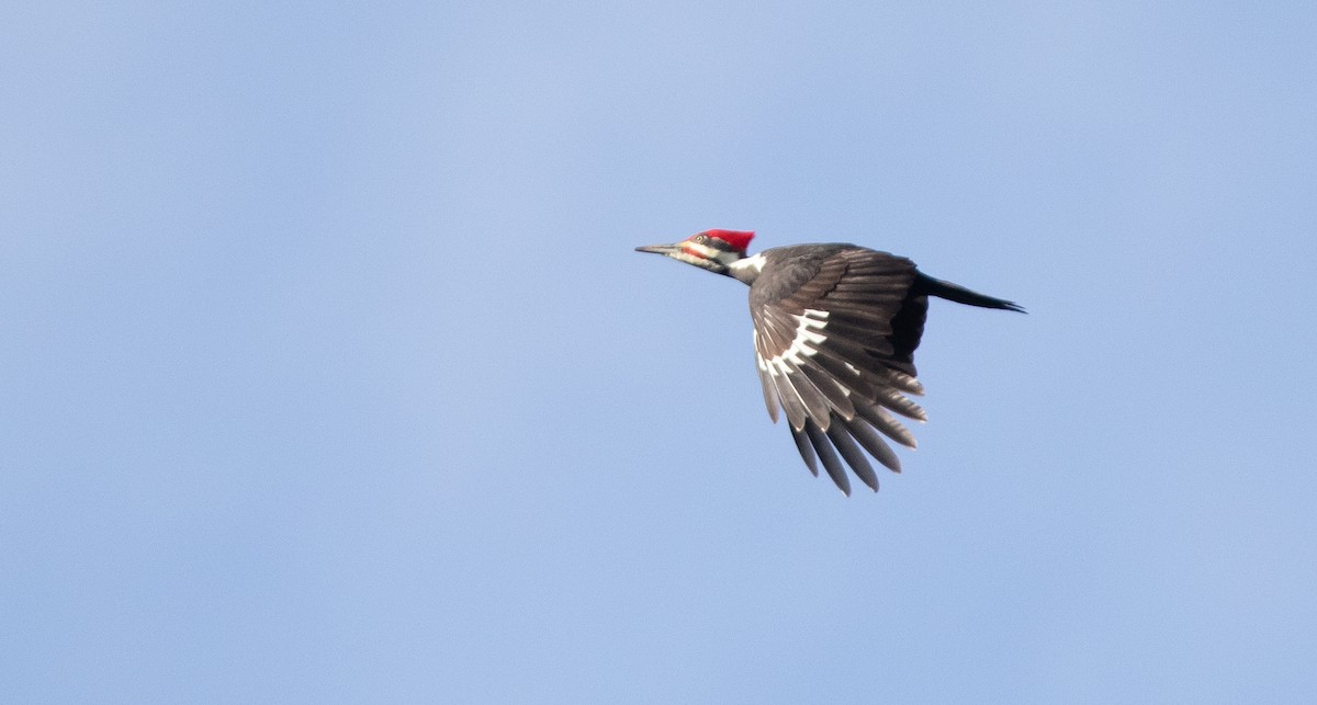 Pileated Woodpecker - ML279204321