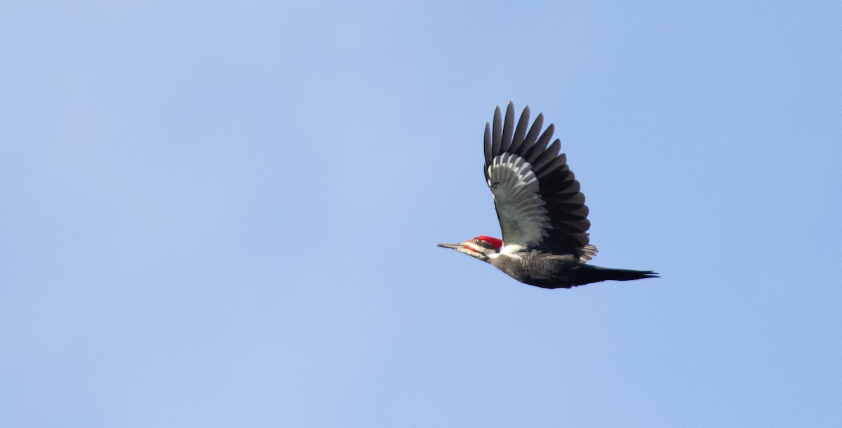Pileated Woodpecker - ML279204361