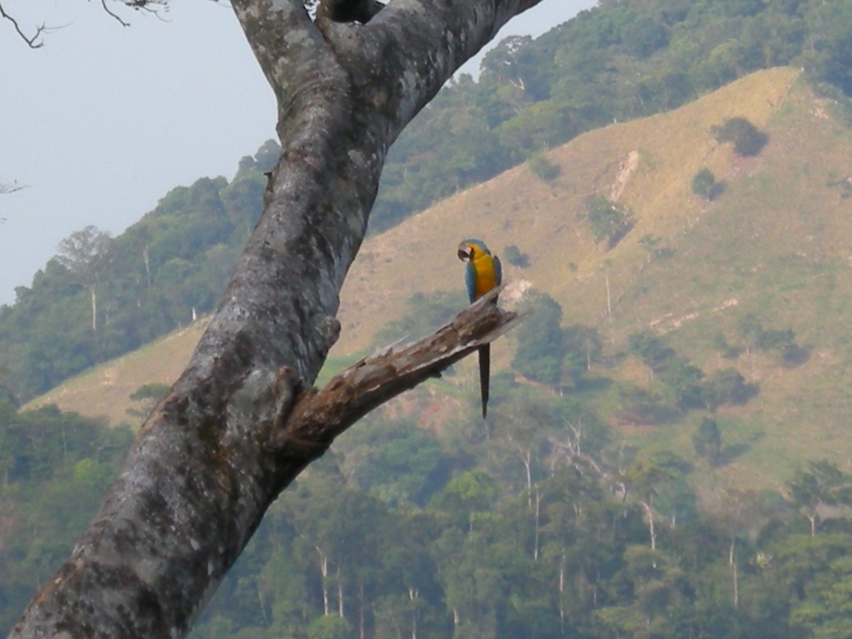 Blue-and-yellow Macaw - ML279210391