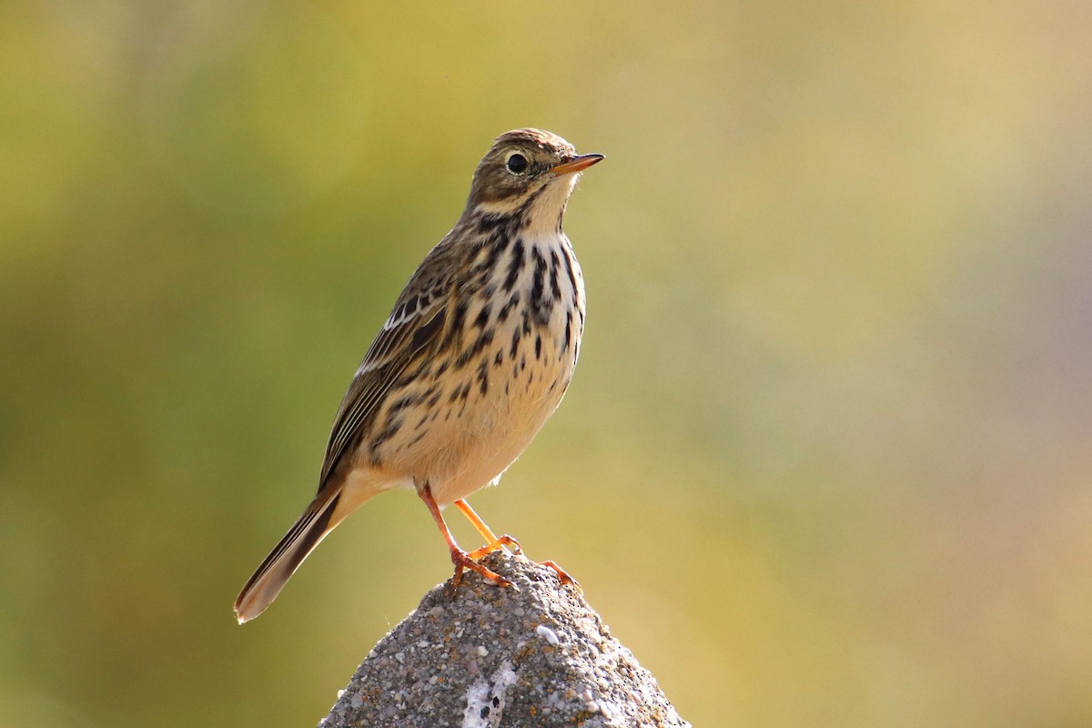 Meadow Pipit - ML279212521