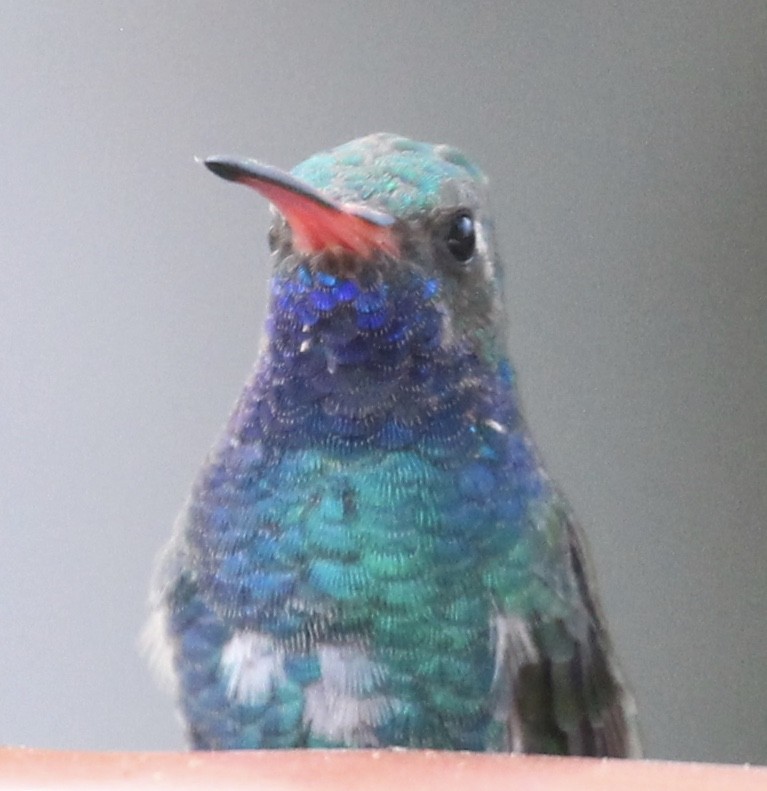 Broad-billed Hummingbird - ML279216261