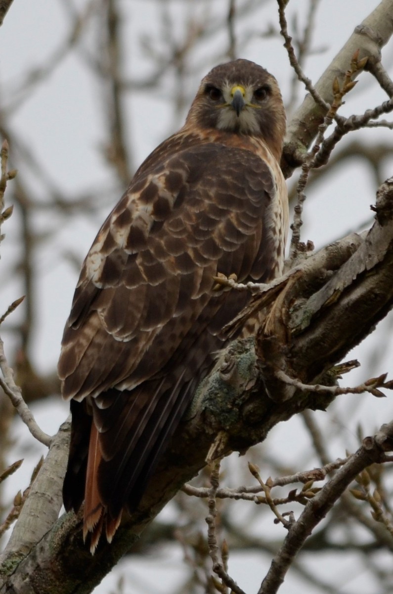 Red-tailed Hawk - ML279217521