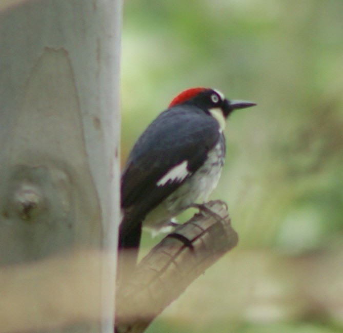 Acorn Woodpecker - ML27922361