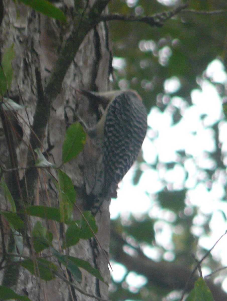 Red-bellied Woodpecker - ML279230561