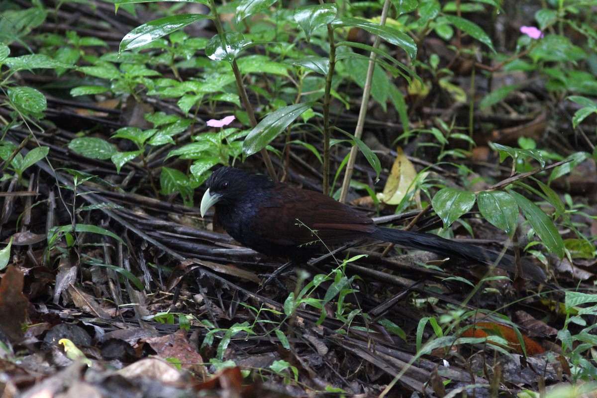 Green-billed Coucal - ML279231561