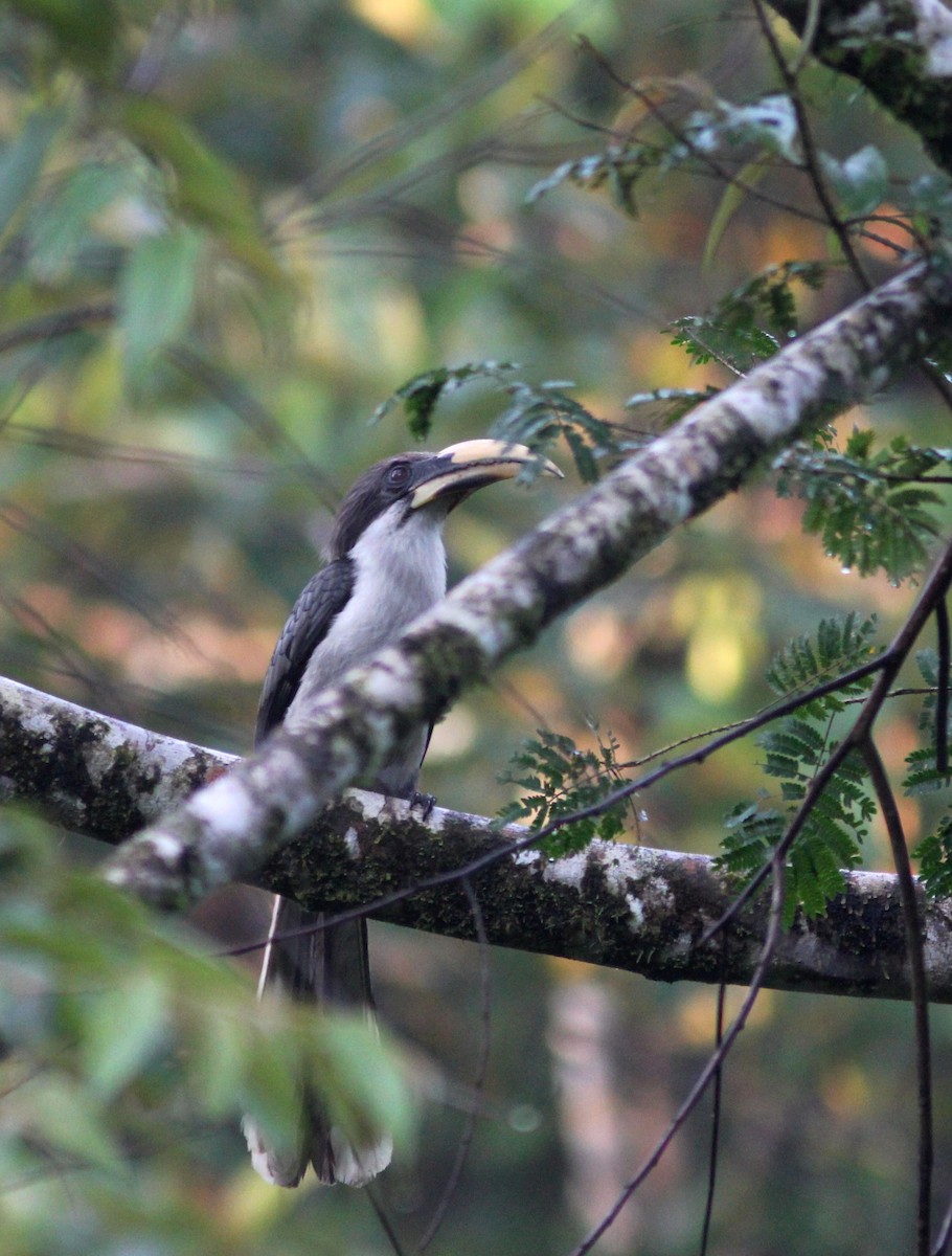 Sri Lanka Gray Hornbill - Thomas Galewski