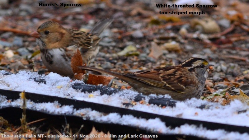 White-throated Sparrow - ML279233811