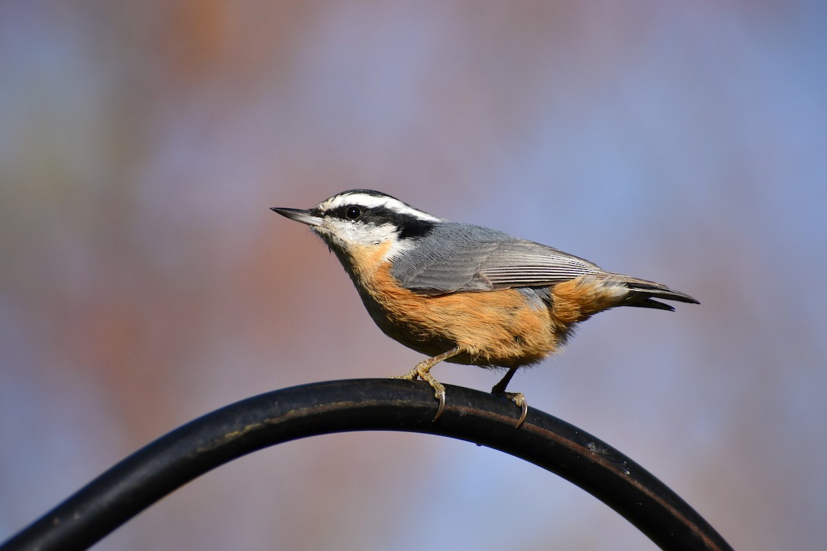 Red-breasted Nuthatch - ML279234201