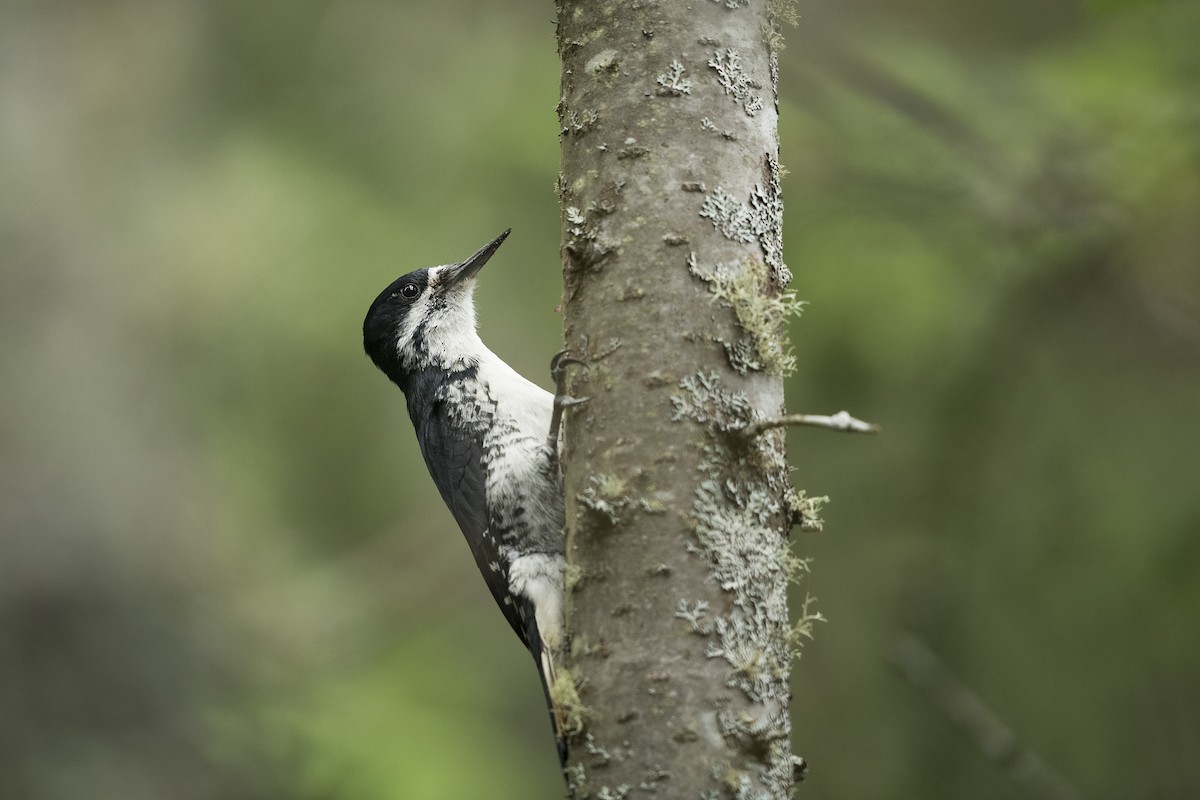 Black-backed Woodpecker - ML279244901