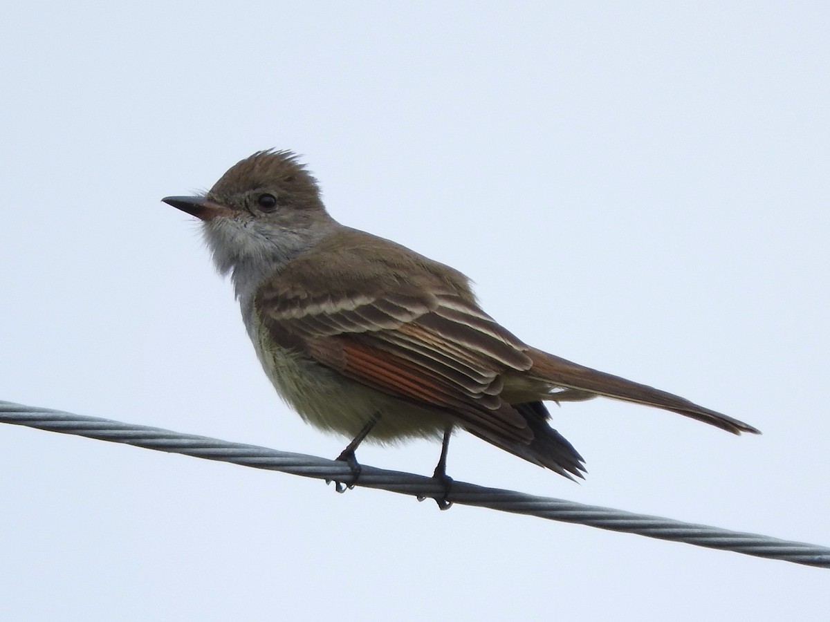 Ash-throated Flycatcher - Anonymous