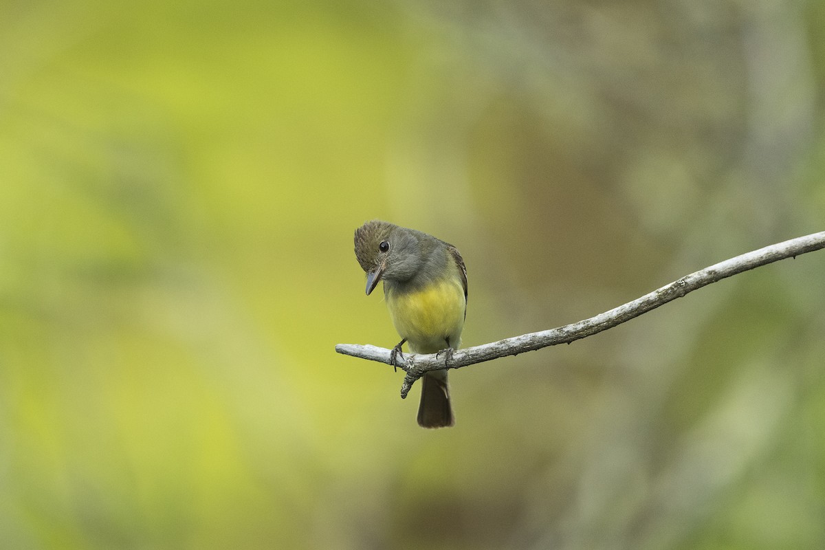 Great Crested Flycatcher - ML279252751