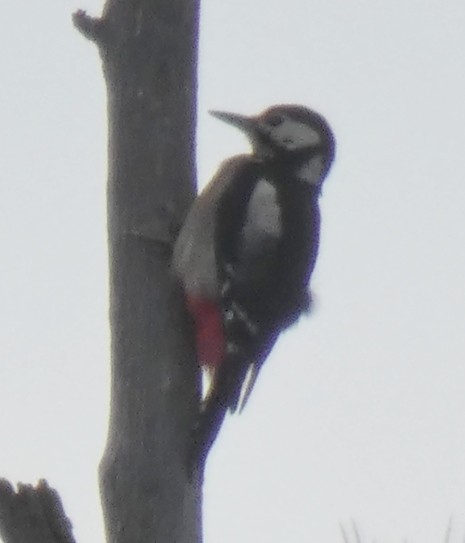 Great Spotted Woodpecker - ML279252781