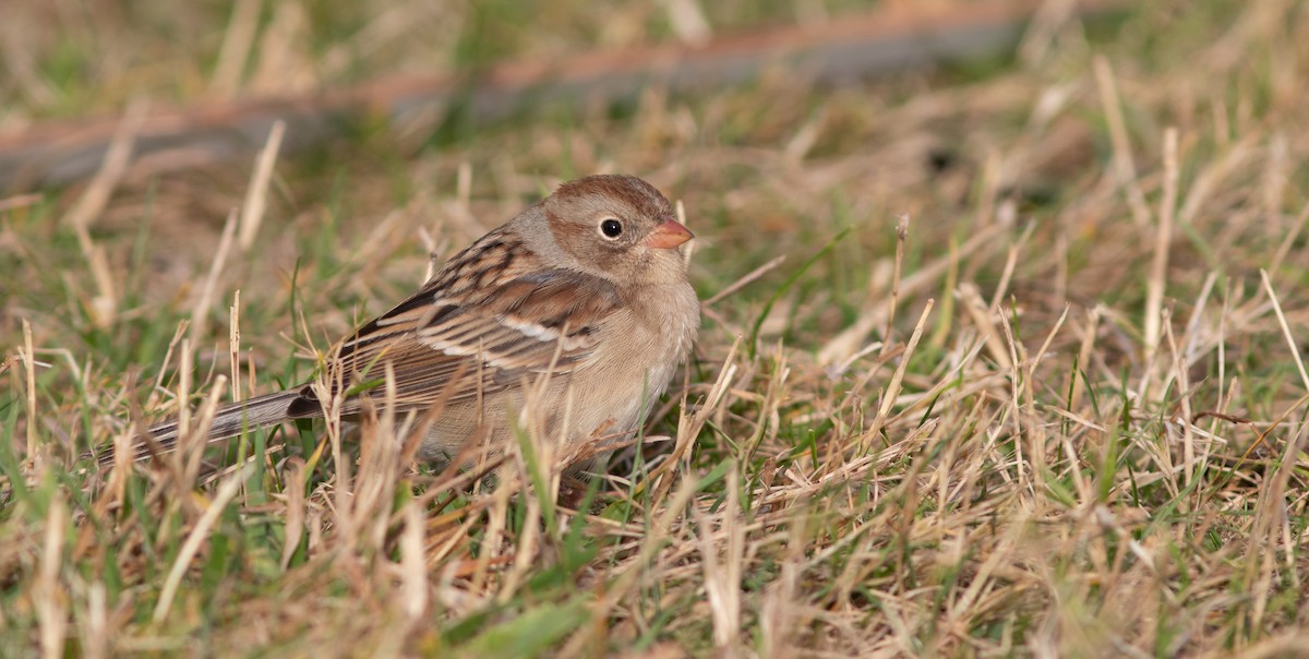 Field Sparrow - Doug Hitchcox
