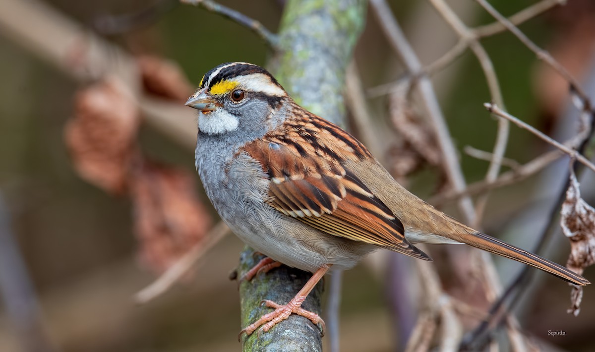 White-throated Sparrow - ML279256321