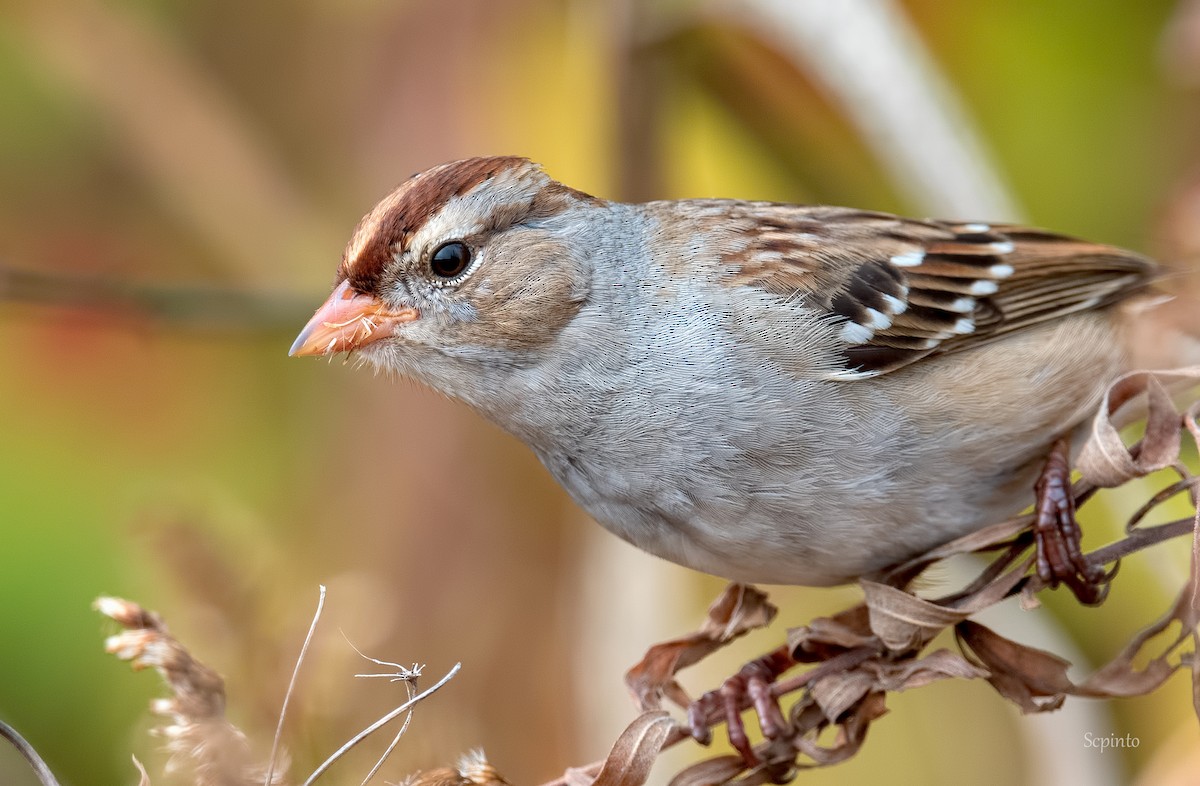 White-crowned Sparrow - Shailesh Pinto