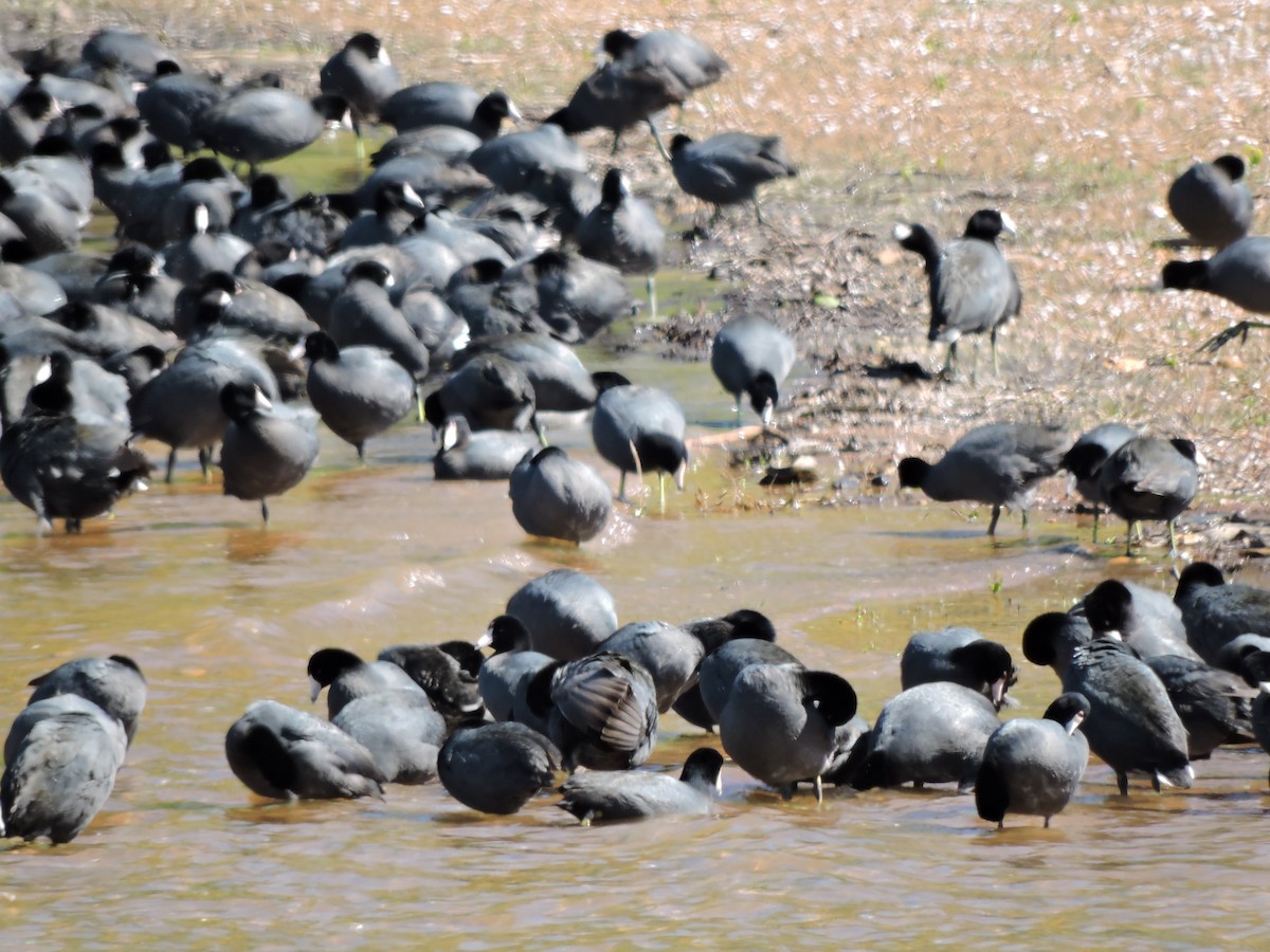 American Coot (Red-shielded) - ML27926481