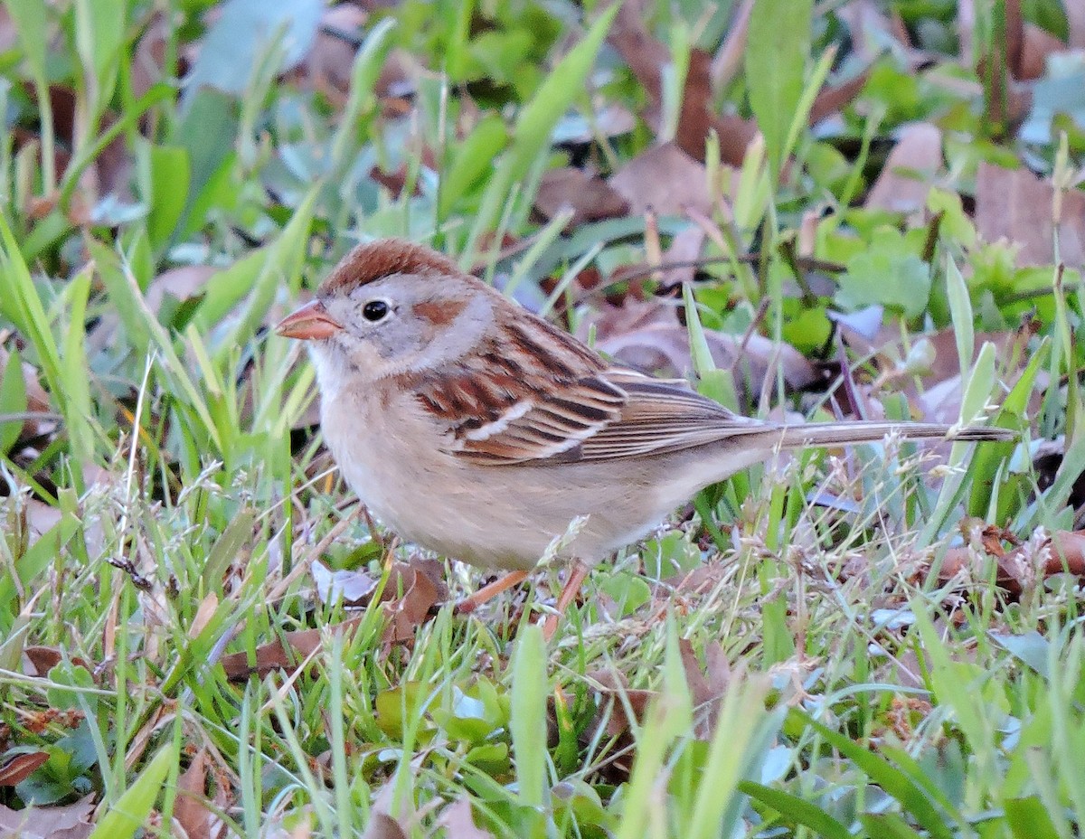 Field Sparrow - ML27926821