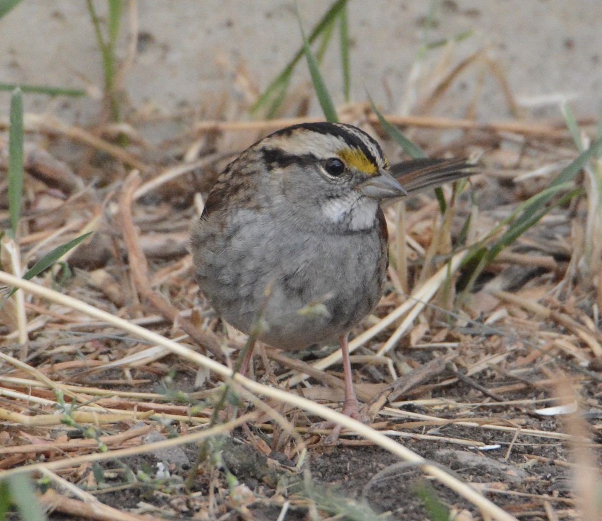 White-throated Sparrow - ML279268561