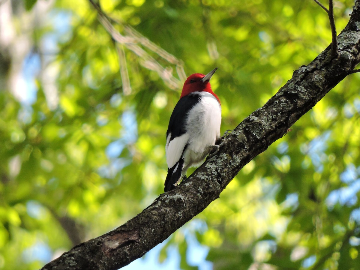 Red-headed Woodpecker - ML27926881