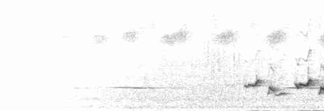 Cossyphe à calotte blanche - ML279271