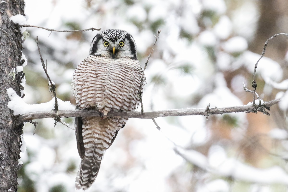 Northern Hawk Owl - Ethan Denton