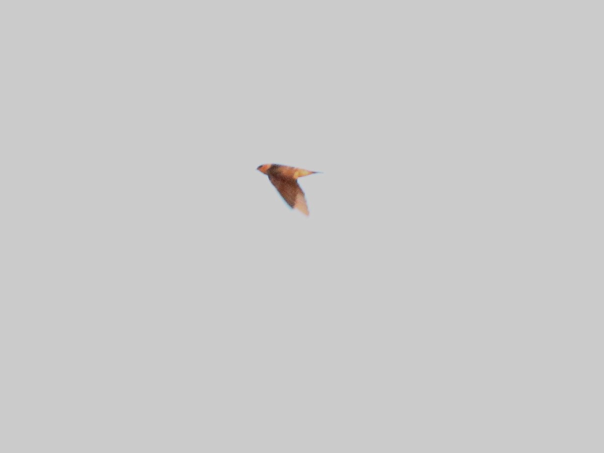 Cave Swallow - ML279285301