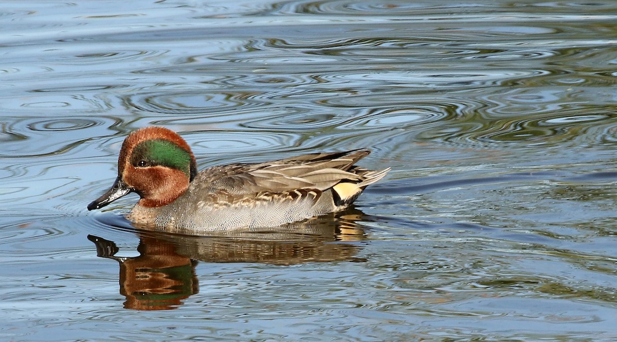 Green-winged Teal - ML279285441